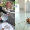 Οι 3 φυσικοί τρόποι για να ξεφορτωθείτε τις κατσαρίδες