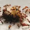 Μυρμήγκια: Το απίστευτο κόλπο με την κανέλα που θα τα διώξει μια και καλή