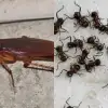 Πείτε αντίο στα μυρμήγκια και τις κατσαρίδες: Το μυστικό κόλπο με το αλουμινόχαρτο και 1 ακόμα υλικό που λίγοι ξέρουν