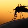 Πρώτο κρούσμα ιού του Δυτικού Νείλου στην Ελλάδα για το 2024- Συστάσεις για προστασία από τον ΕΟΔΥ
