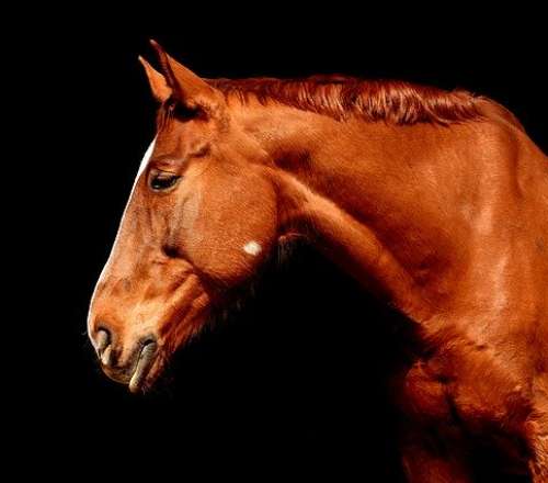 Σύρος: Σκότωσαν άλογο με μια σφαίρα στο κεφάλι