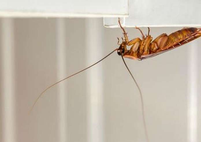 Μεγάλες κατσαρίδες: Πότε μπαίνουν στο σπίτι και πώς να απαλλαγείτε από αυτές