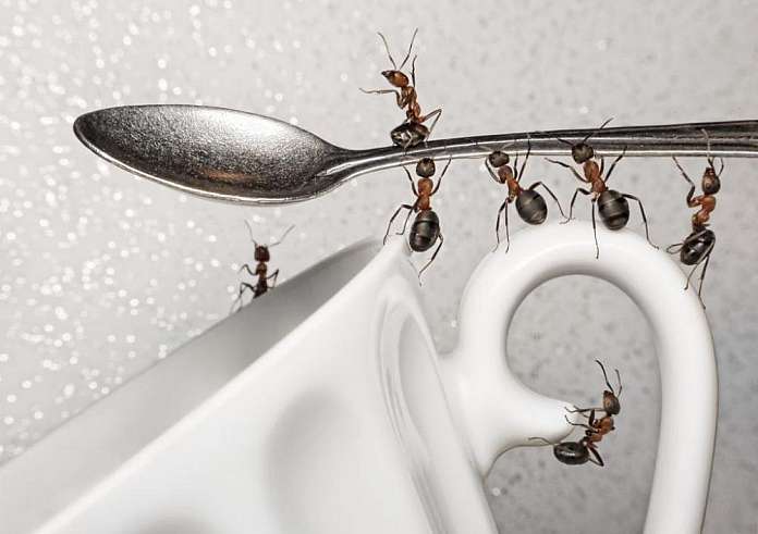 Οκτώ φυσικοί τρόποι για να διώξετε τα μυρμήγκια από το σπίτι