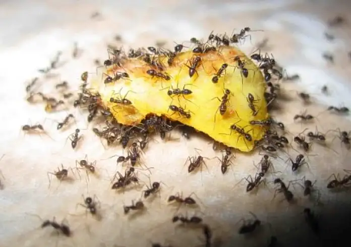 Πώς να διώξετε τα μυρμήγκια από το σπίτι μια και καλή