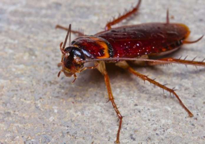Πώς οι κατσαρίδες εξαπλώθηκαν παντού και δεν μπορούν εύκολα να εξοντωθούν