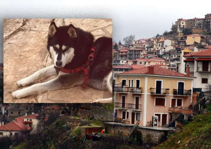 Αράχωβα: Υπάρχουν φωτογραφίες που δείχνουν το σκυλί με κάποιον άνθρωπο δίπλα – δίπλα
