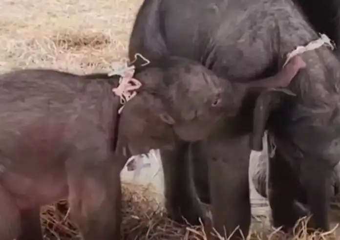 Ταϊλάνδη: Σπάνιο περιστατικό με ελέφαντα που γέννησε δίδυμα – Η μητέρα επιτέθηκε στο δεύτερο ελεφαντάκι