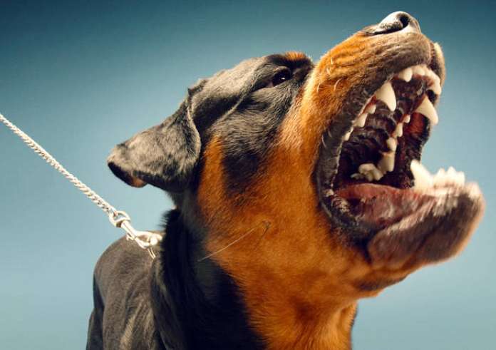 Θεσσαλονίκη: Στον ανακριτή ο ιδιοκτήτης των σκυλιών που κατασπάραξαν την 50χρονη – Νέες μαρτυρίες
