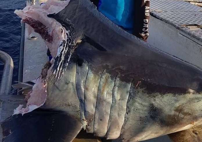 Μυστήριο με αποκεφαλισμένο καρχαρία:Τι πλάσμα του έκοψε το τεράστιο κεφάλι;