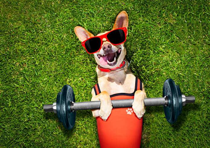 Άμπου Ντάμπι: Το πρώτο γυμναστήριο για σκύλους είναι πλέον γεγονός