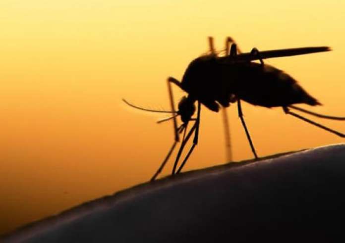 Ιός Δυτικού Νείλου: Έκρηξη των πληθυσμών των κουνουπιών στην Ελλάδα – Αυτά είναι τα συμπτώματα
