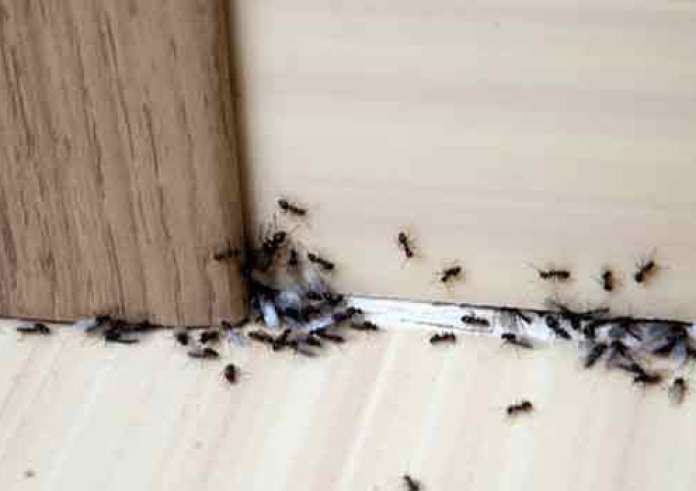 Μυρμήγκια στο σπίτι: 6 φυσικές λύσεις για να απαλλαγείτε οριστικά