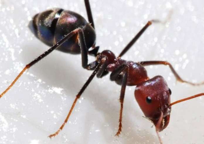 Μυρμήγκια που συνουσιάζονταν έκοψαν το ίντερνετ σε χωριό στη Γερμανία