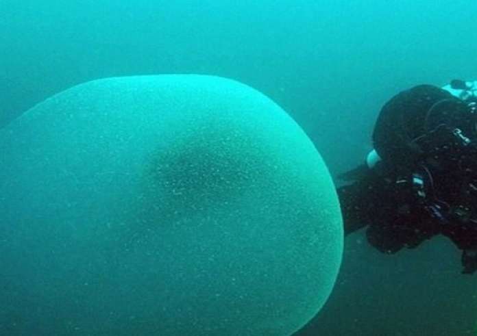Μυστήριο με γιγαντιαίες μάζες στη θάλασσα που περιέχουν αβγά καλαμαριών