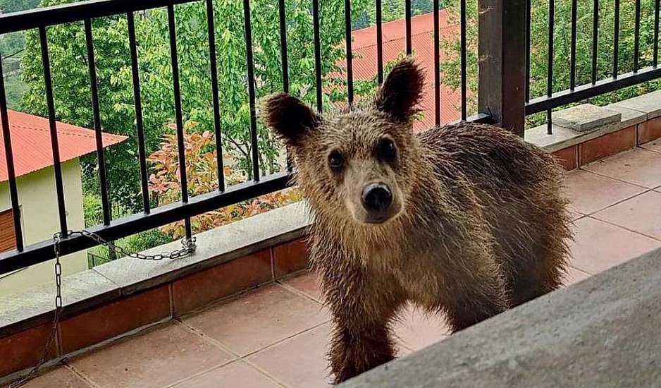 Τρίκαλα: Αρκουδάκι έψαχνε για τροφή και έκοβε βόλτες σε βεράντα σπιτιού