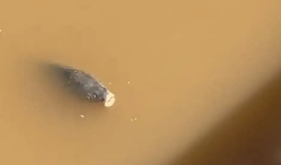 Κακοκαιρία Daniel: Ψάρια κολυμπούν στους δρόμους που πλημμύρισαν. Βίντεο