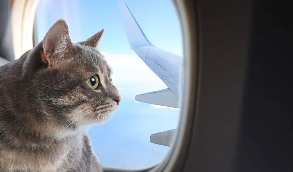 Πώς να προετοιμάσετε τη γάτα σας για το ταξίδι με αεροπλάνο