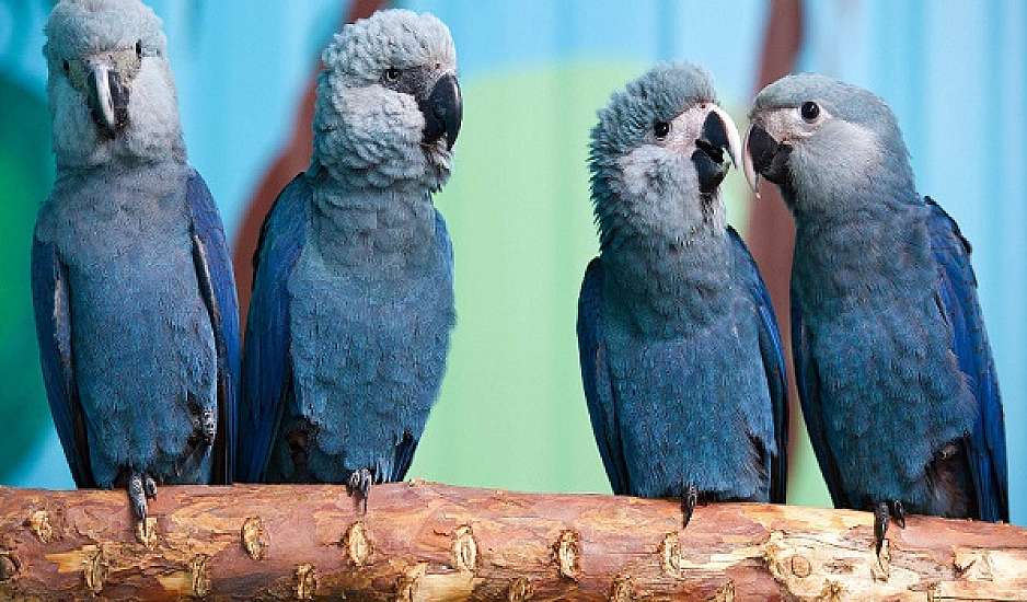 Εξαφανίστηκαν οι μπλε παπαγάλοι της Βραζιλίας
